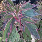 Hibiscus moscheutos 'Summer Carnival'