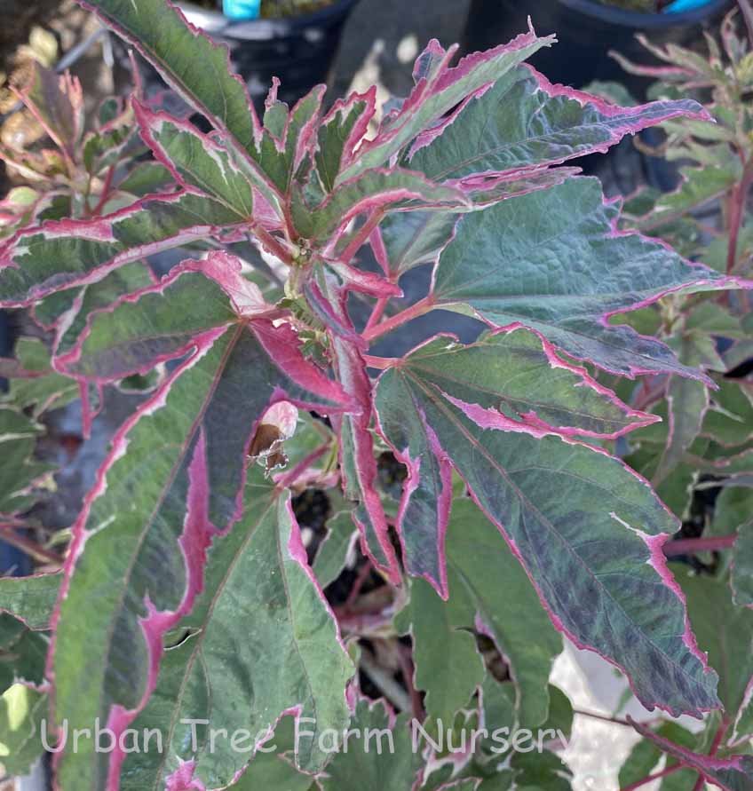 Hibiscus-moscheutos-Summer-Carnival Hibiscus moscheutos 'Summer Carnival' - Image 1