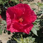 Hibiscus moscheutos 'Summer In Paradise'