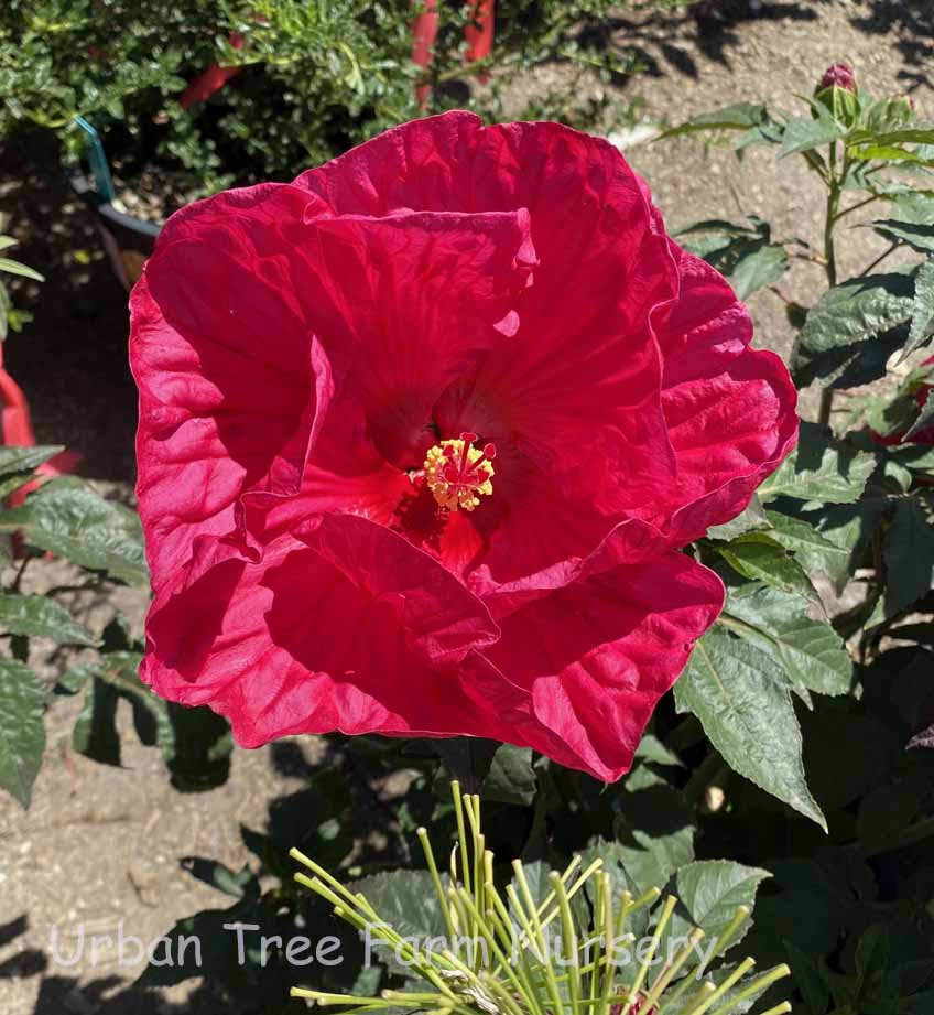 Hibiscus-moscheutos-Summer-In-Paradise Hibiscus moscheutos 'Summer In Paradise' - Image 1