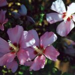 Hibiscus syriacus 'Aphrodite'