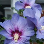 Hibiscus syriacus 'Blush Satin'