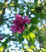 Hibiscus syriacus 'Collie Mullens'