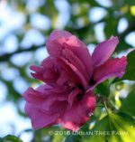 Hibiscus syriacus 'Collie Mullens' - Image 2