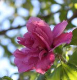 Hibiscus syriacus 'Collie Mullens' - Image 3
