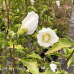 Hibiscus syriacus 'Diana'