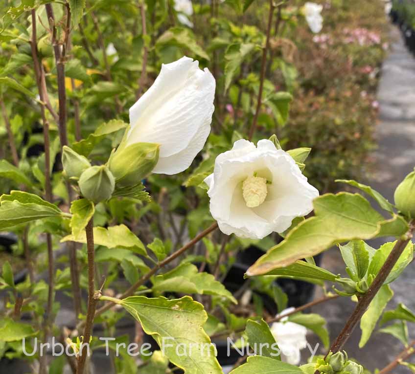 Hibiscus-syriacus-Diana-a Hibiscus syriacus 'Diana' - Image 1