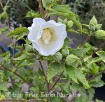 Hibiscus syriacus 'Diana' - Image 2