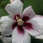 Hibiscus syriacus 'Lil' Kim'