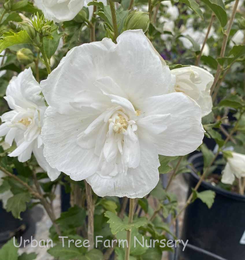 Hibiscus-syriacus-White-Chiffon Hibiscus syriacus White Chiffon