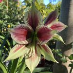 Hippeastrum papilio
