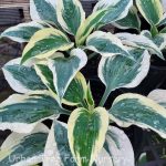 Hosta 'Blue Ivory'