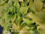 Hosta 'Dancing Queen'