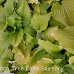 Hosta 'Dancing Queen'