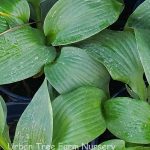 Hosta 'Earth Angel'