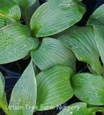 Hosta 'Earth Angel'