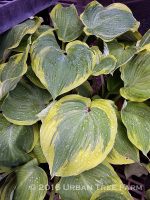 Hosta 'Earth Angel' - Image 2