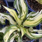 Hosta 'Fire and Ice'