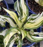 Hosta 'Fire and Ice'