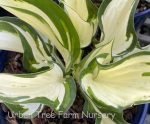 Hosta 'Fire and Ice' - Image 2
