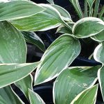 Hosta 'Francee'
