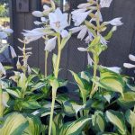 Hosta 'Great Expectations'