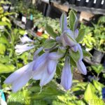 Hosta 'Guacamole'