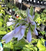 Hosta 'Guacamole'