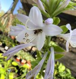 Hosta 'Guacamole' - Image 2
