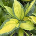 Hosta 'Happy Dayz'