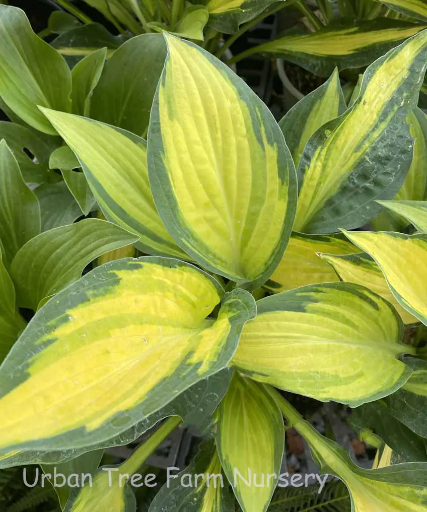 green pink leaf plant Abbott Collection 27-botany-049-01 Large Leaf Plant, Pink/Green