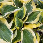 Hosta 'Liberty'