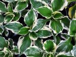 Hosta 'Minuteman'