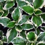 Hosta 'Minuteman'