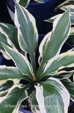 Hosta 'Minuteman' - Image 2
