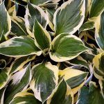 Hosta 'Patriot'