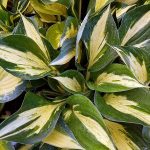Hosta 'Revolution'