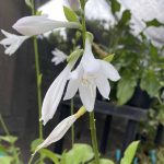 Hosta 'Royal Standard'