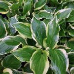 Hosta 'So Sweet'