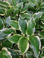 Hosta 'So Sweet'