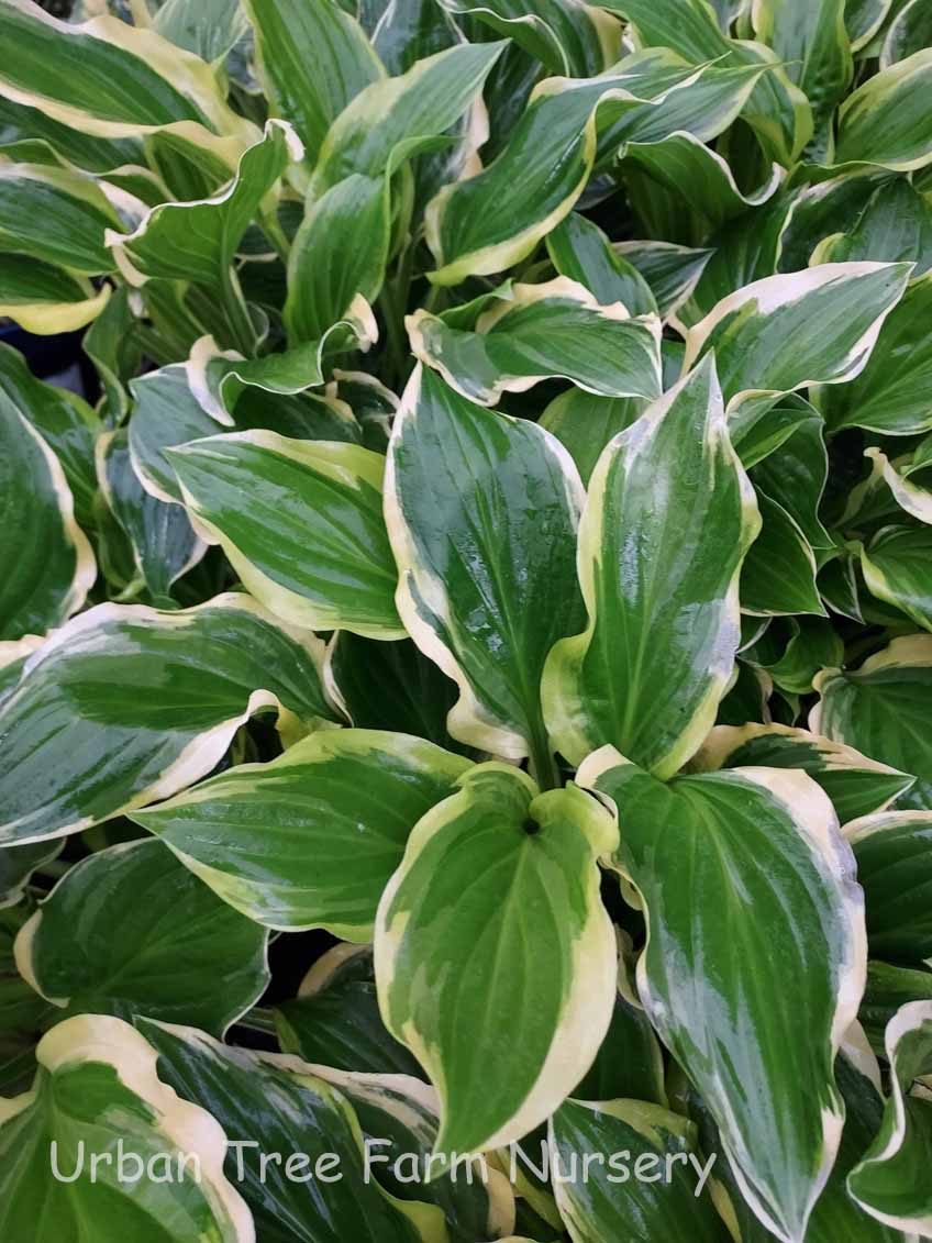 Hosta-So-Sweet-a Hosta 'So Sweet' - Image 1