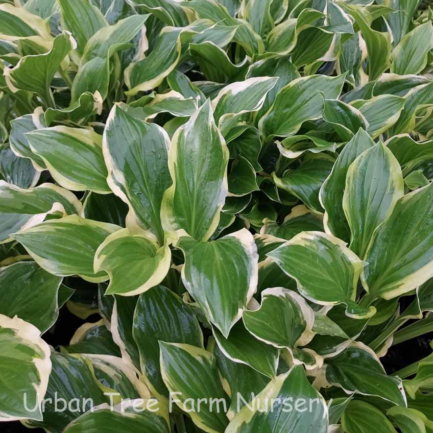 Hosta-So-Sweet-b Hosta 'So Sweet' - Image 1