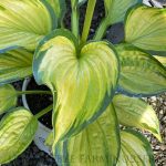 Hosta 'Stained Glass'