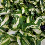 Hosta 'Trifecta'