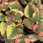 Houttuynia cordata 'Chameleon'