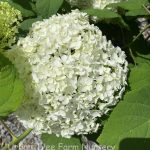 Hydrangea arborescens 'Annabelle'