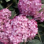 Hydrangea arborescens 'Invincibelle Ruby'