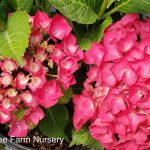 Hydrangea macrophylla 'Cityline Paris'