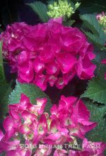 Hydrangea macrophylla 'Cityline Rio'
