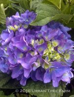 Hydrangea macrophylla 'Cityline Rio' - Image 2